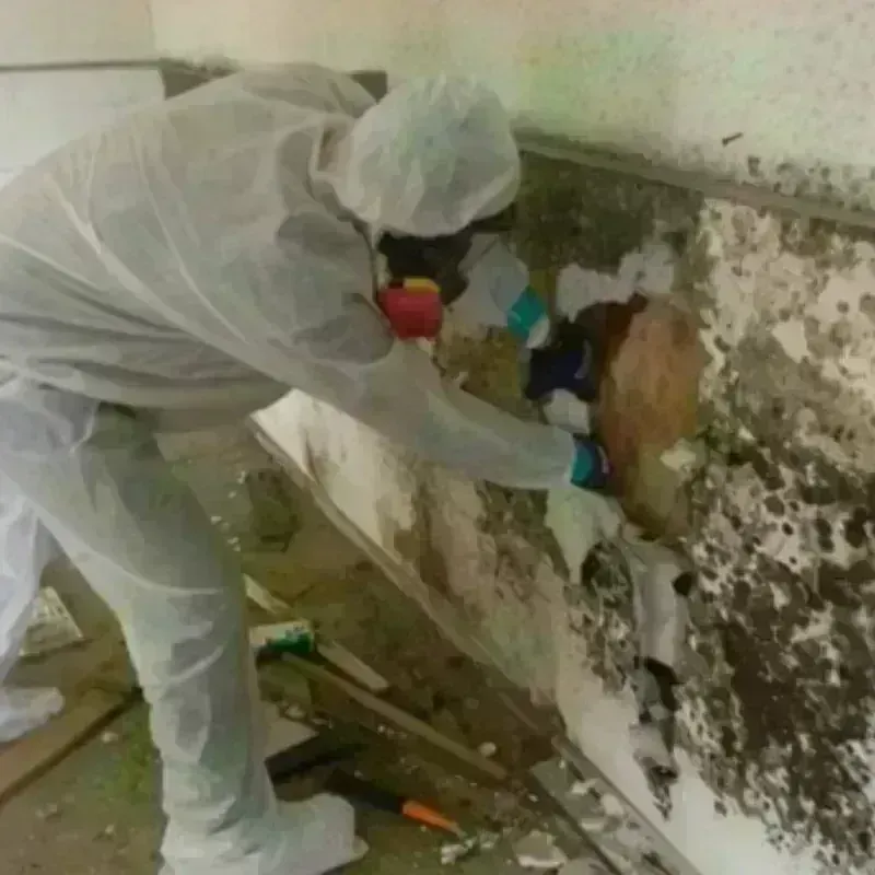 Mold Remediation and Removal in Trigg County, KY